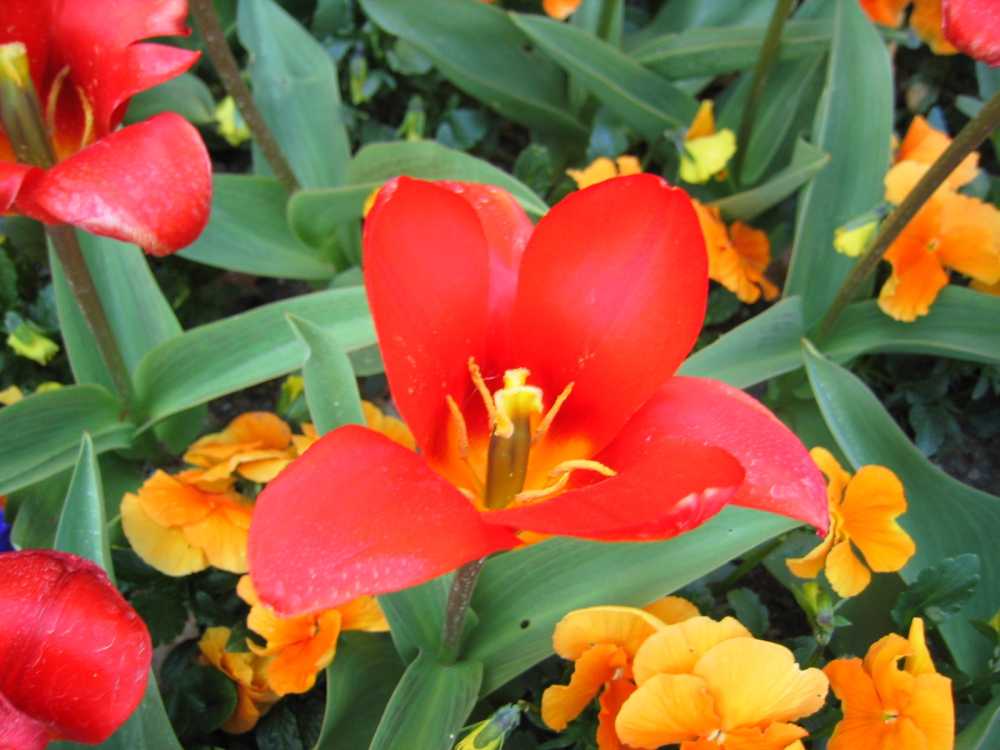 Tulipa kaufmanniana 'Showwinner' (Frühblühende Tulpe)